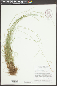 Carex texensis image