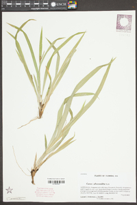 Carex abscondita image