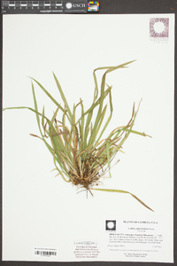 Carex abscondita image