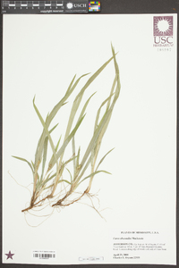 Carex abscondita image