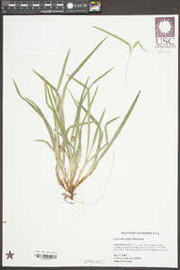 Carex abscondita image