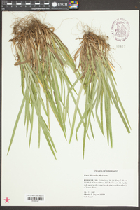 Carex abscondita image