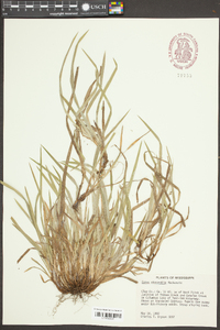 Carex abscondita image