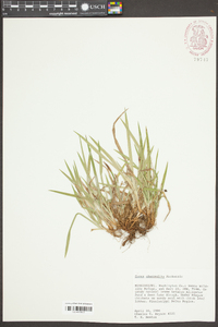 Carex abscondita image