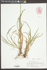 Carex abscondita image