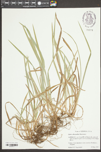 Carex abscondita image