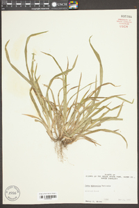 Carex abscondita image