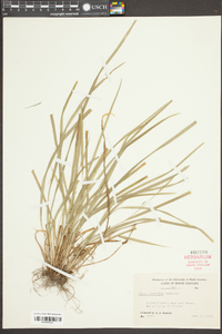 Carex abscondita image