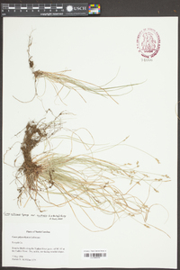 Carex physorhyncha image