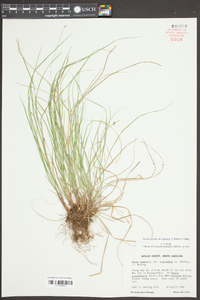 Carex emmonsii var. australis image