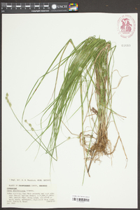 Carex albolutescens image