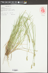 Carex albolutescens image