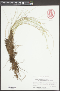 Carex atlantica subsp. capillacea image