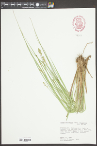 Carex atlantica subsp. atlantica image