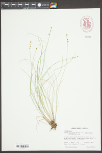 Carex atlantica var. capillaceae image
