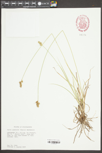 Carex austrina image