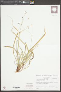 Carex austrocaroliniana image