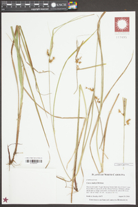 Carex baileyi image