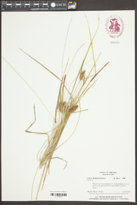 Carex baileyi image