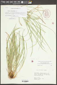 Carex basiantha image