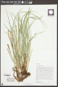 Carex basiantha image