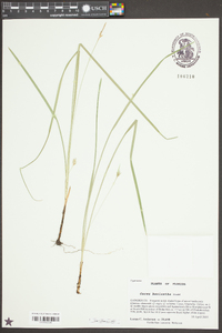 Carex basiantha image