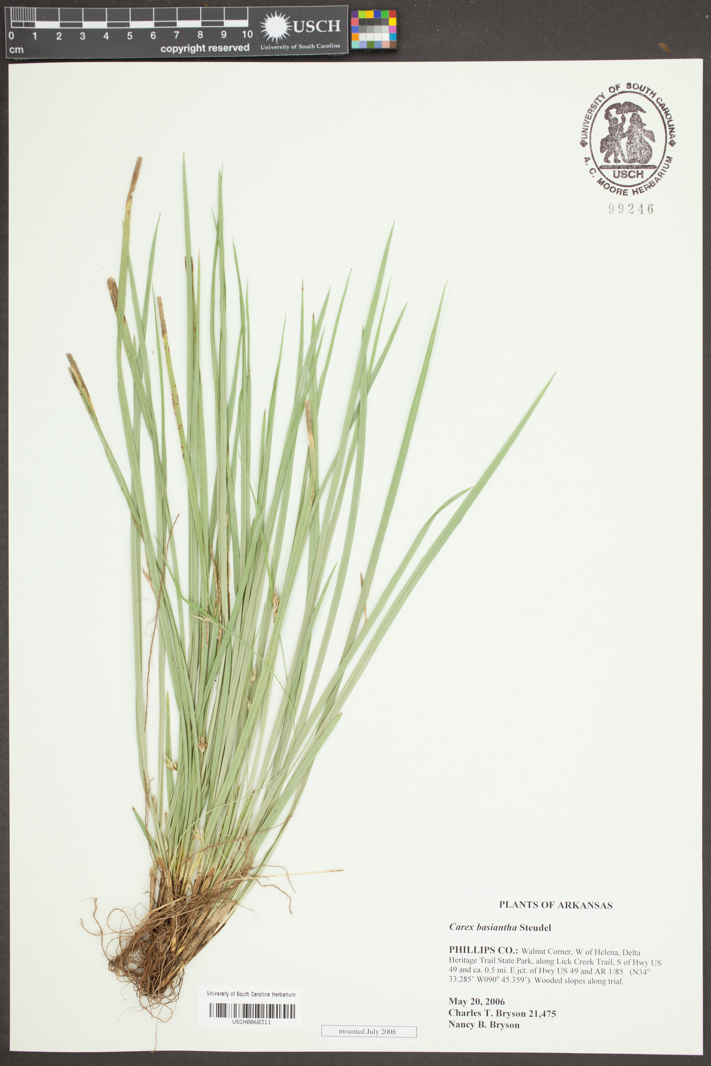 Carex basiantha image