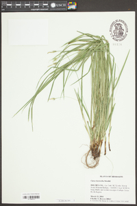 Carex basiantha image