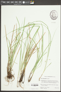 Carex basiantha image