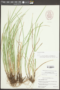 Carex basiantha image