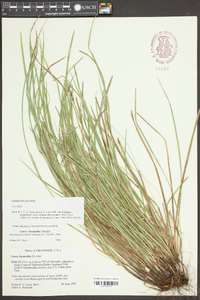 Carex basiantha image