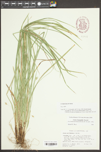 Carex willdenowii image