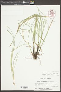 Carex basiantha image