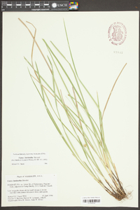 Carex basiantha image