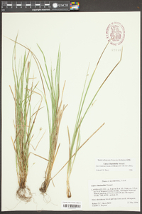 Carex basiantha image