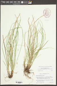 Carex basiantha image