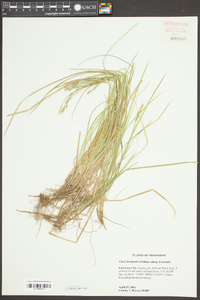 Carex bromoides image