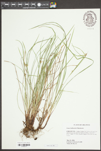 Carex bulbostylis image