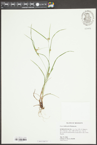 Carex bulbostylis image