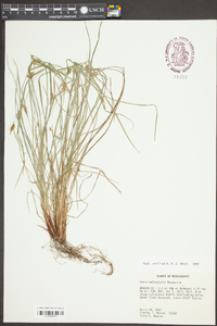 Carex bulbostylis image