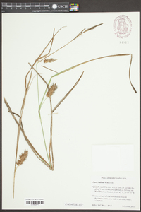 Carex bullata image