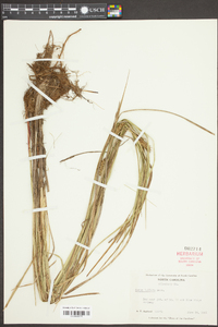 Carex bullata image