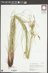 Carex caroliniana image