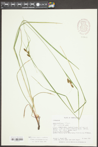 Carex caroliniana image