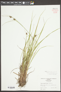 Carex caroliniana image