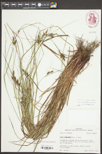 Carex complanata image