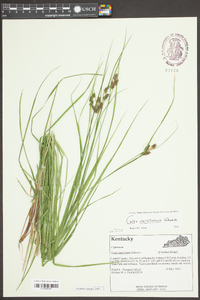 Carex caroliniana image