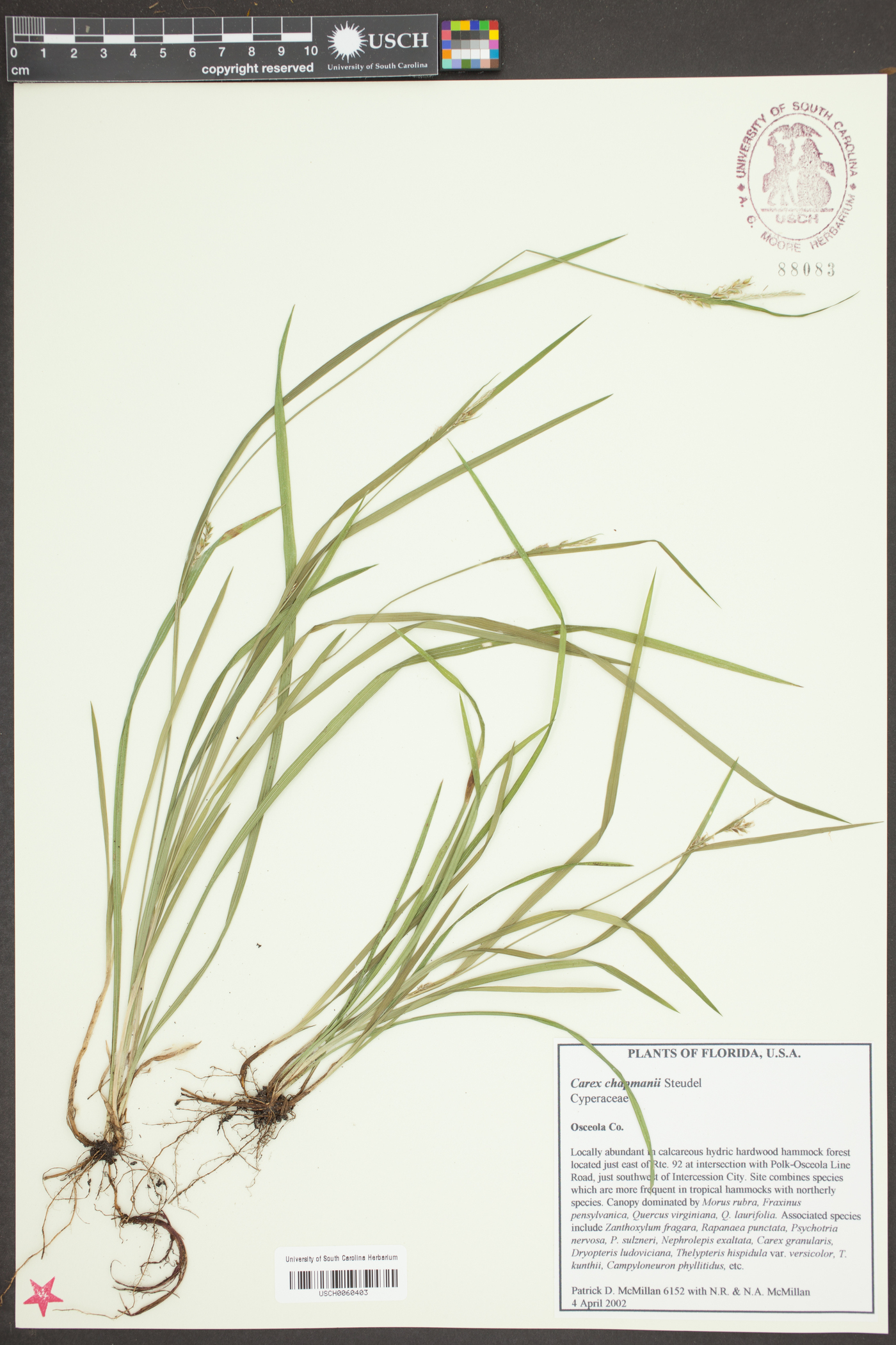 Carex chapmanii image