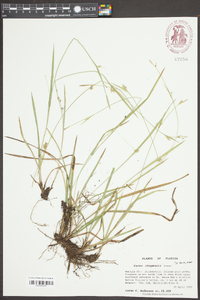 Carex chapmanii image