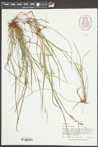 Carex chapmanii image